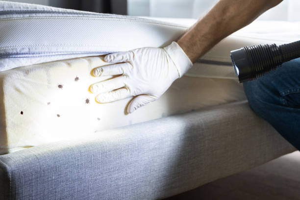 Best Cockroach Control Services  in Mineola, NY