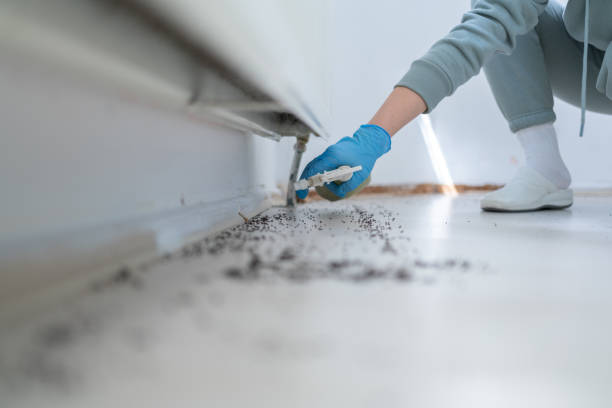 Best Cockroach Control Services  in Mineola, NY